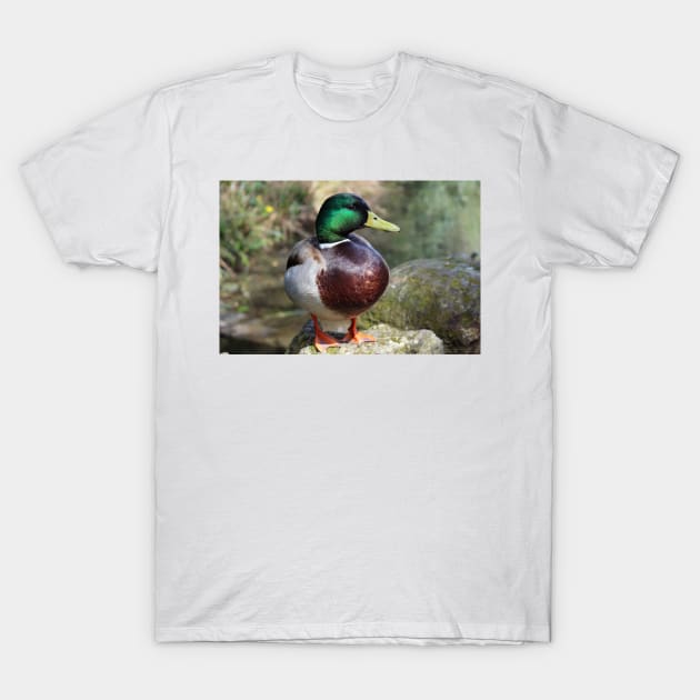 Mallard Duck T-Shirt by pinkal
